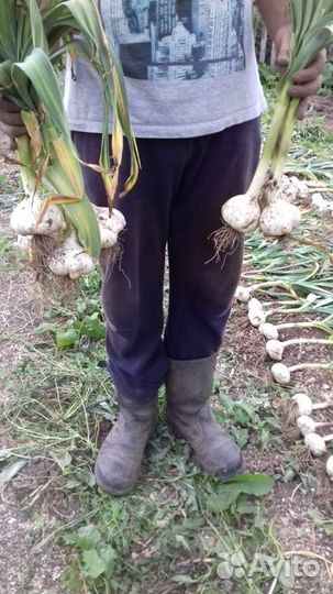 Слоновий чеснок - элита и супер элита