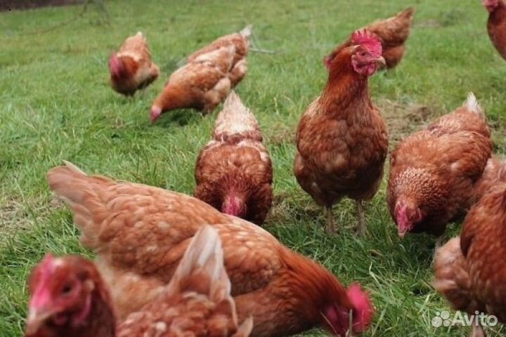 Куры несушки с доставкой