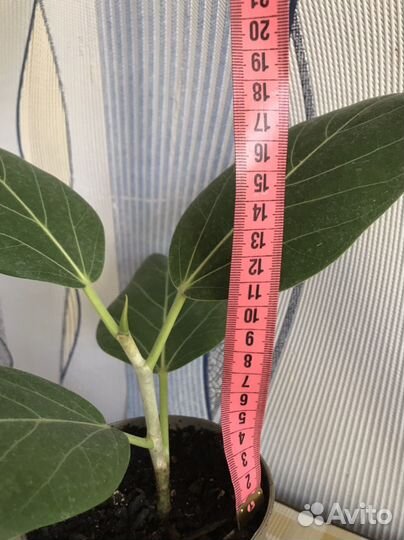 Фикус бенгальский одри