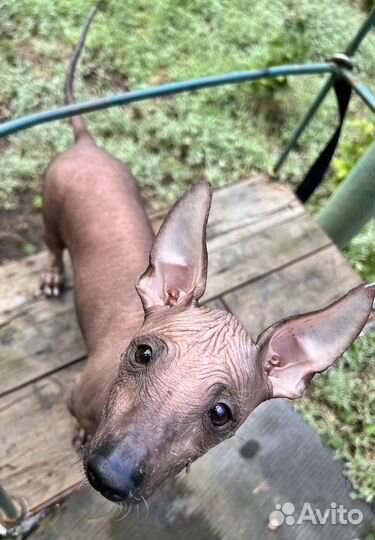 Мексиканская голая собака (Ксолоитцкуинтли)