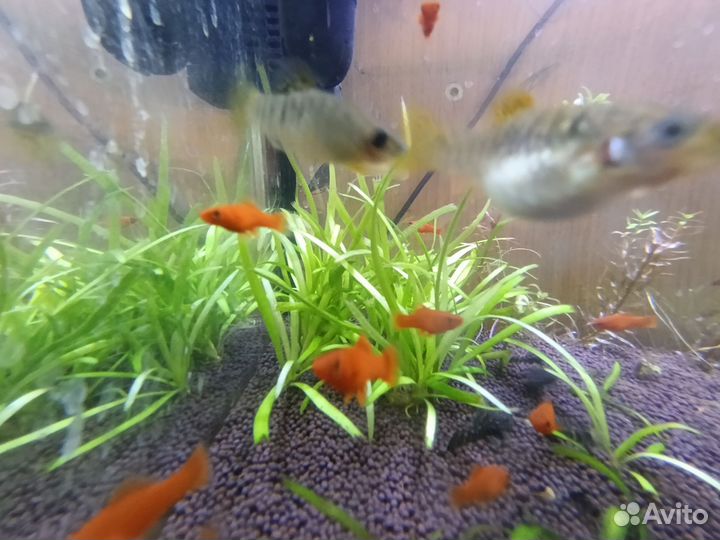 Аквариумные рыбки