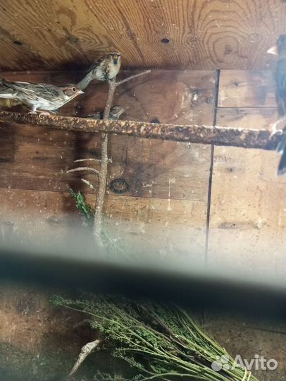 Певчие птицы