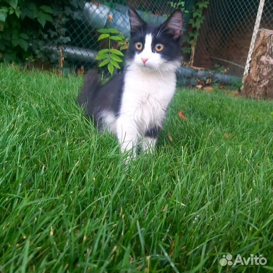 Тишка ищет дом