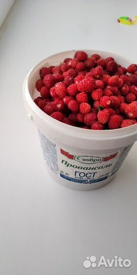 Продам землянику