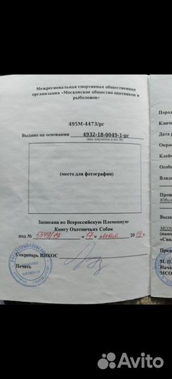 Щенки русской гончей