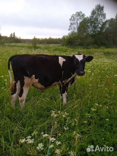 Бычки и телята