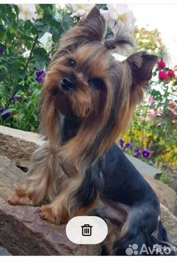 Стрижка, тримминг собак и кошек без наркоза