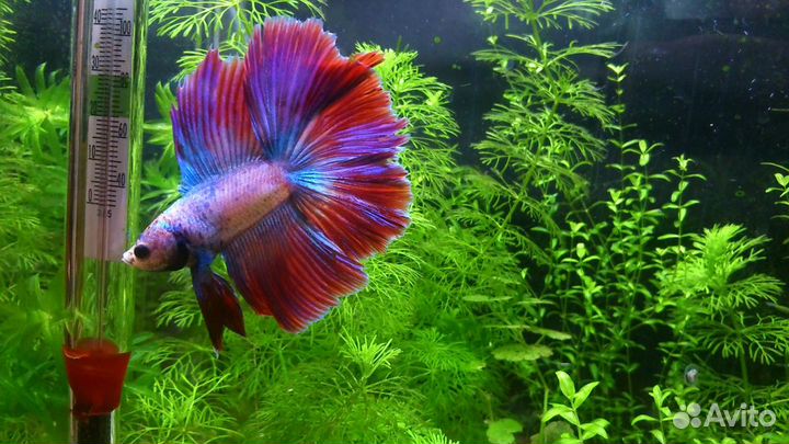 Петушок (Betta splendens)