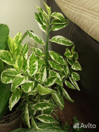 Комнатные растения