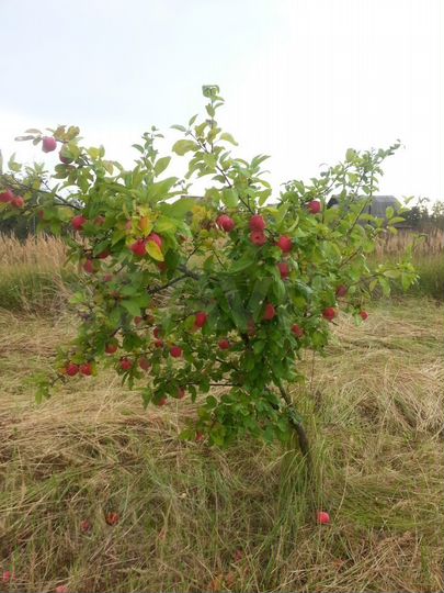 Участок 12 сот. (СНТ, ДНП)