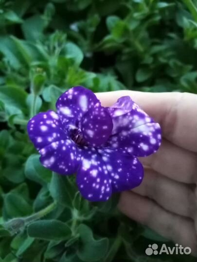 Петуния вегетативная черенки