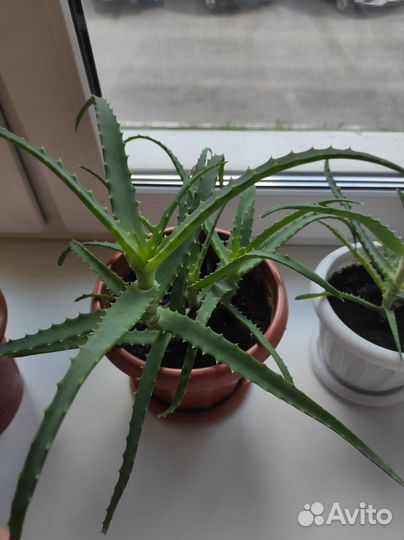 Цветок алоэ