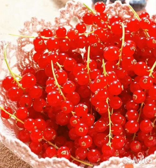 Красная смородина ягоды