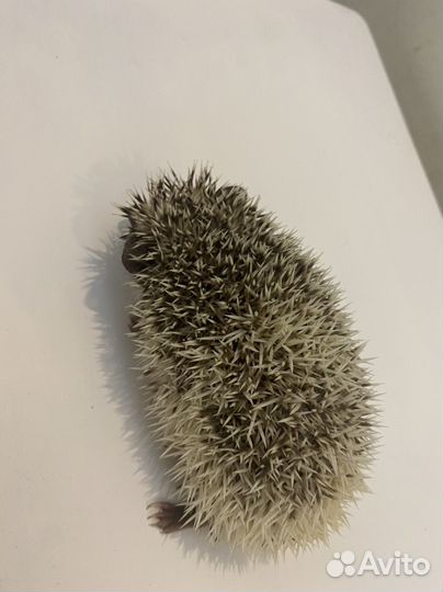 Африканский ежик