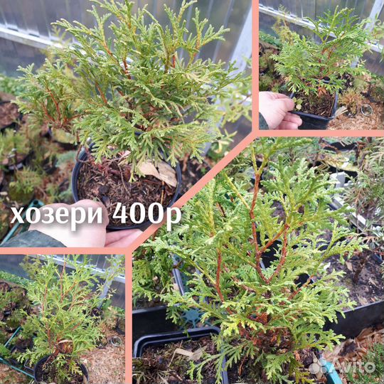 Туя брабант хозери вагнери