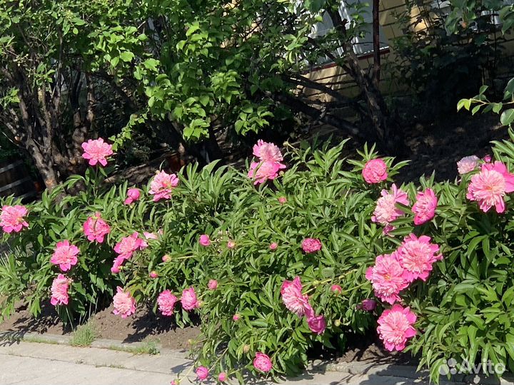 Пионы, хоста,лилейник,сирень