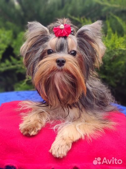 Мини йорочка