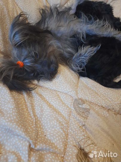 Йоркширский терьер щенки