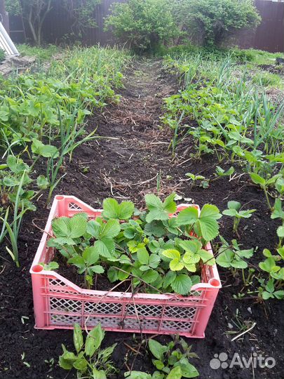 Земклуника 