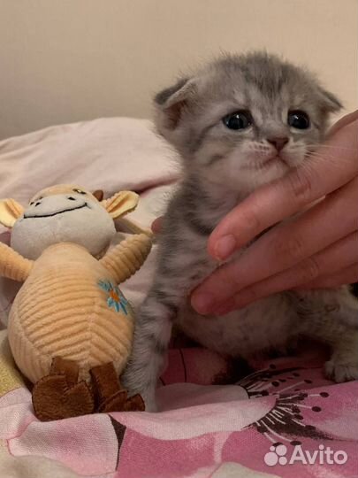 Британские вислоухие котята