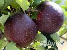 Яблоня Черный Принц