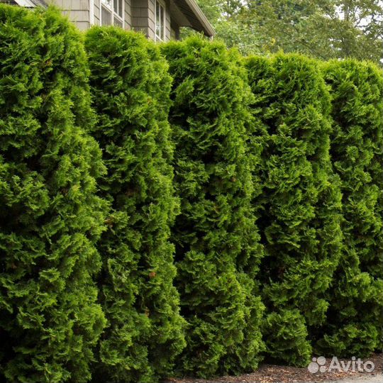 Туя западная Колумна