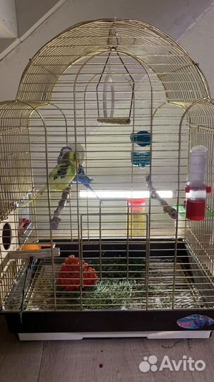 Попугай волнистые девочка и мальчик