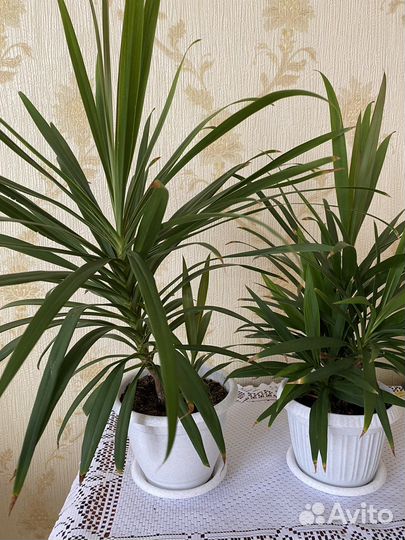 Комнатные цветы драцена