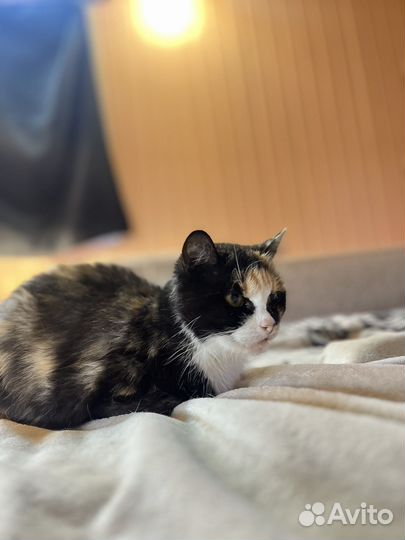 Маруся живет в приюте и никто ее не замечает