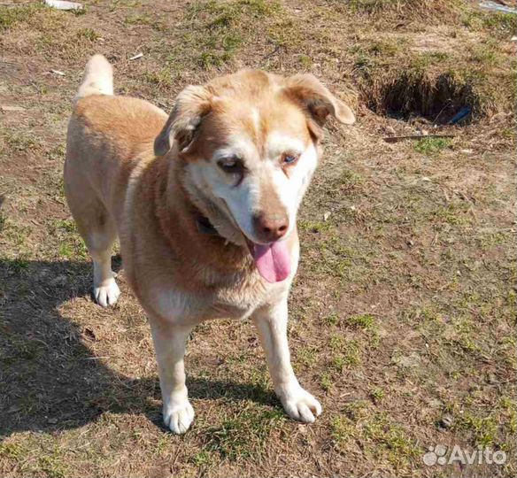 Собаки бесплатно в добрые руки