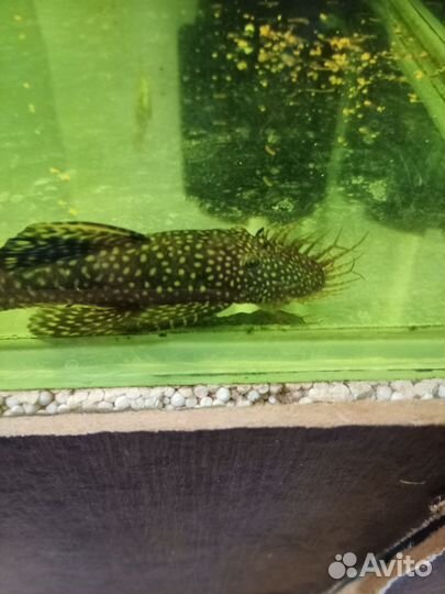 Сомики анциструсы