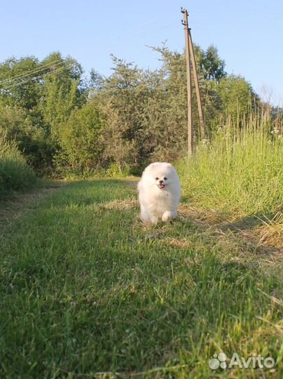 Немецкий белый шпиц