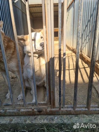 Собаки бесплатно в добрые руки