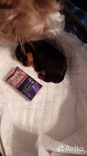 Бутылочки для кормления котят и щенков