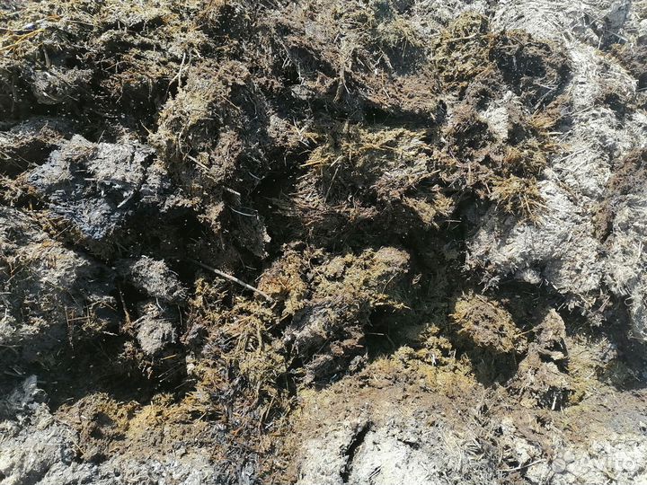 Перегной крс