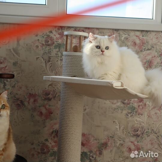 Британские котята поинт серебристая шиншилла