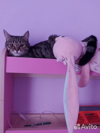 Кошка красавица, нужен дом