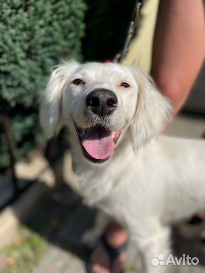 Отдаю собачку Белку в дар