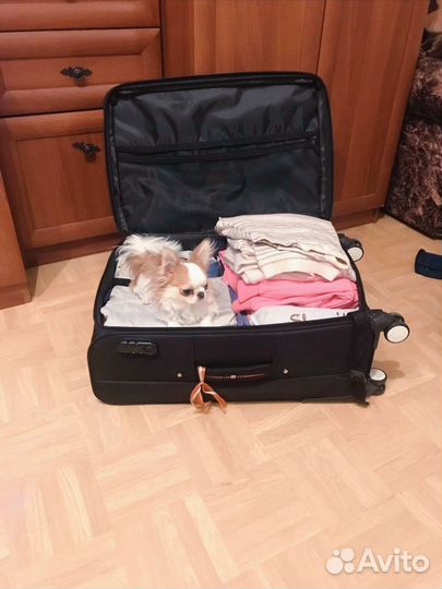 Щенки чихуахуа micro девочки