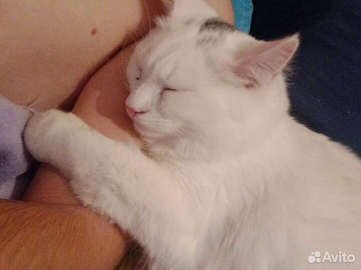 Турецкая ангора