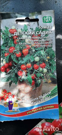 Рассада балконных томатов