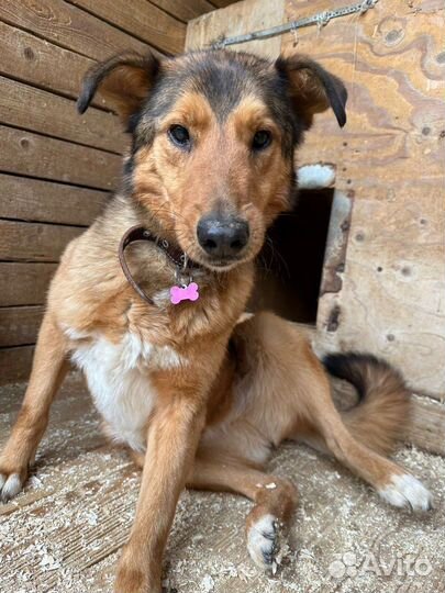 Кавказская овчарка в добрые руки