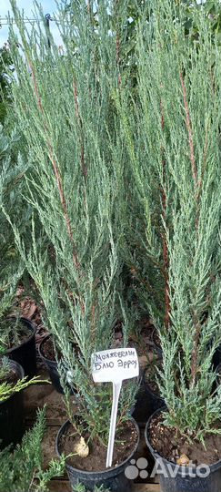 Можжевельник скальный Блю Эрроу для живой изгороди