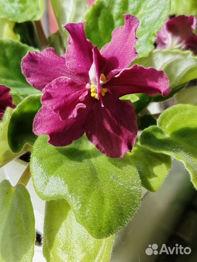 Цветущие фиалки