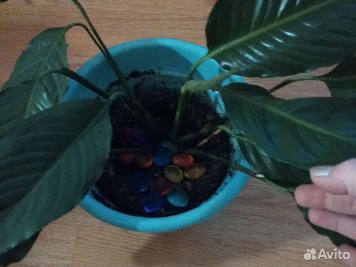 Спатифиллум