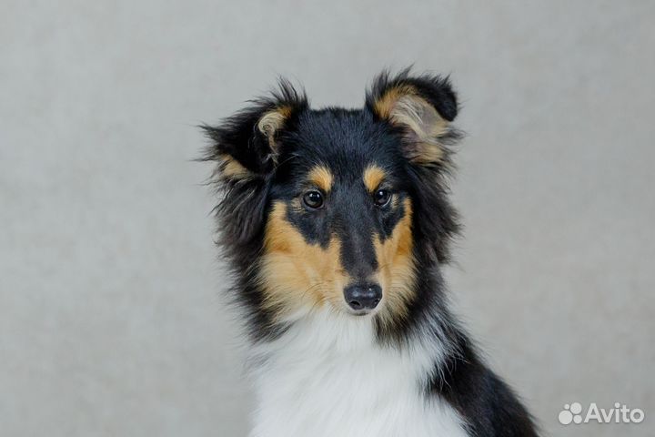 Щенки шелти