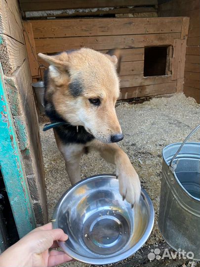 Собаки ждут прогулок