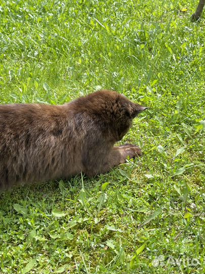 Кот метис британский
