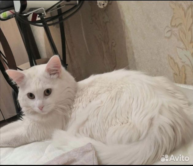 Турецкая ангора