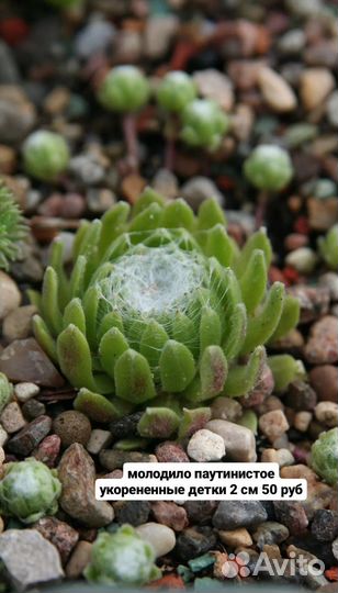 Садовые суккуленты и камнеломки